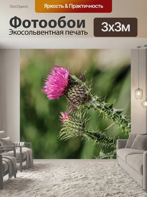 Фотообои Чертополох