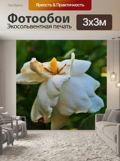 Фотообои гардения цветок