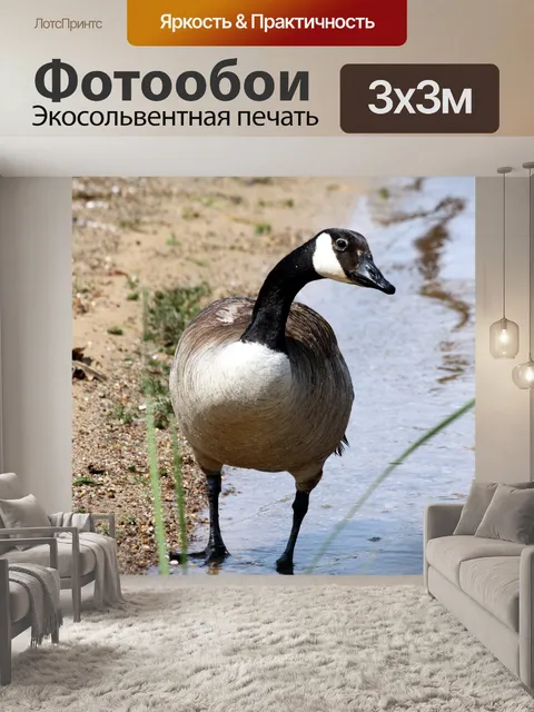 Фотообои Любопытный гусь Канады