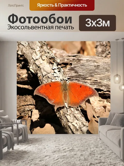 Фотообои Козлиная бабочка