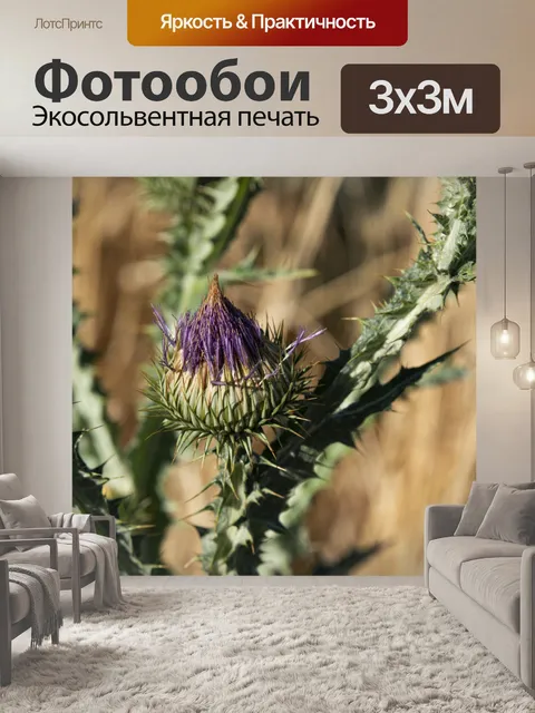 Фотообои Артишок чертополох крупным планом