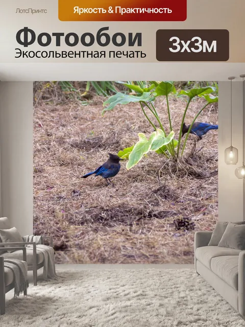 Фотообои Голубые сойки
