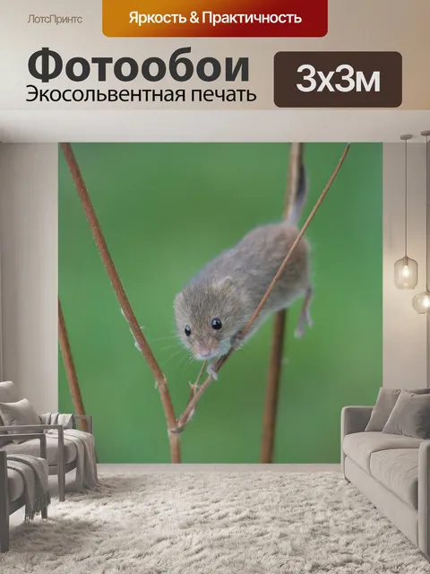 Фотообои Мышь