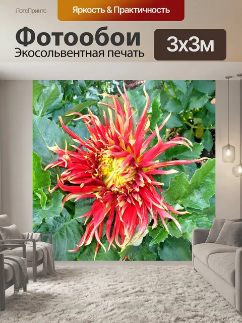 Фотообои Красные и желтые хризантемы