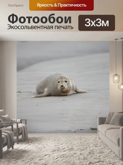 Фотообои Серого тюленя