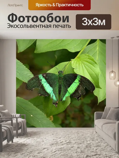 Фотообои Бабочка
