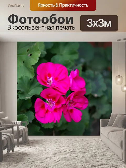 Фотообои Розовый цветок, герань