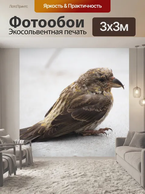 Фотообои Перекрестный клюв