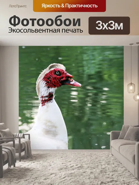 Фотообои Мускусная утка