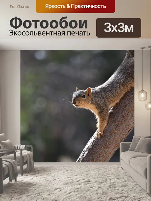 Фотообои Белка на ветке вниз