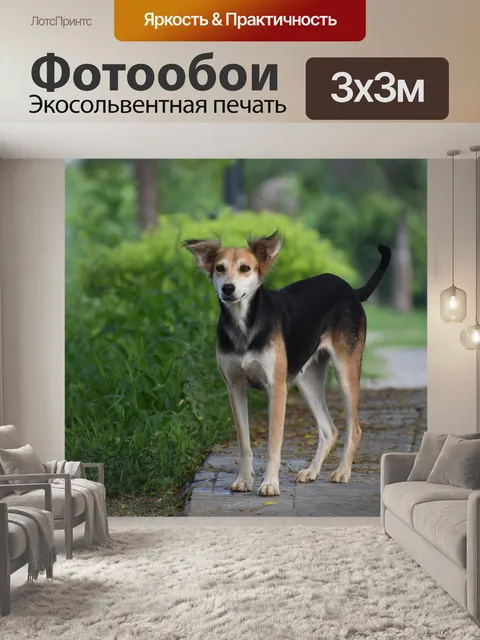 Фотообои Собака
