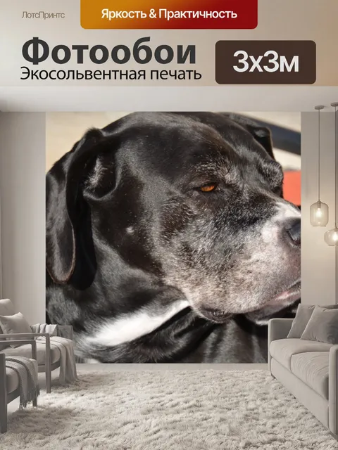 Фотообои Собака на солнце