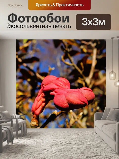 Фотообои Фолликул