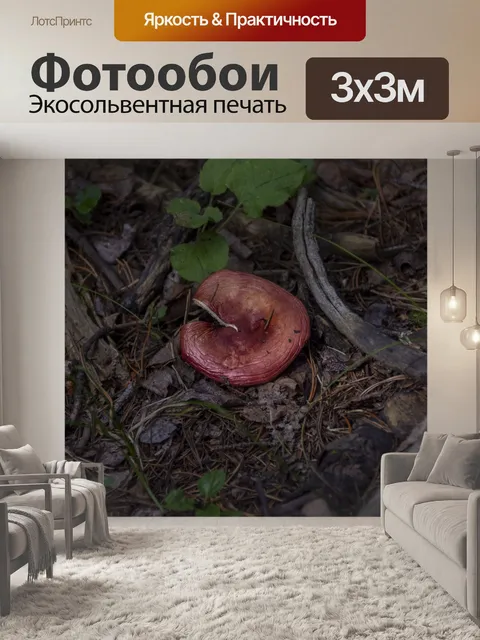 Фотообои красный дикий гриб