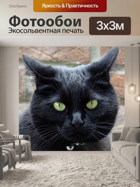 Фотообои Черная кошка крупным планом