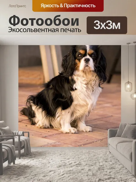 Фотообои Кавалер