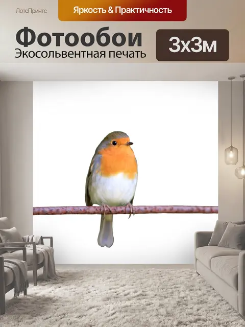 Фотообои Робин птица изолированные фон