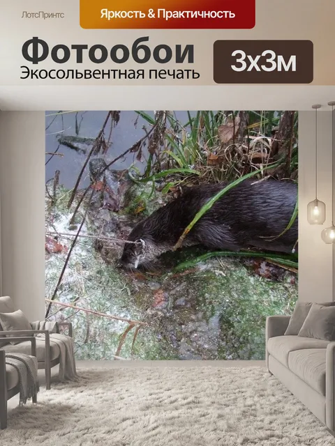 Фотообои Выдра