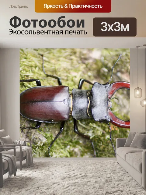 Фотообои Жук-олень