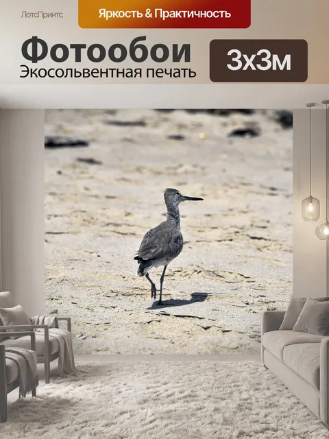Фотообои Кулик на пляже