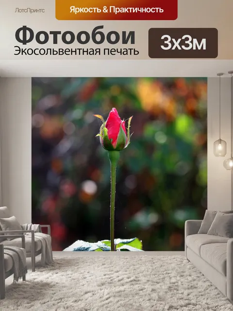 Фотообои Роза