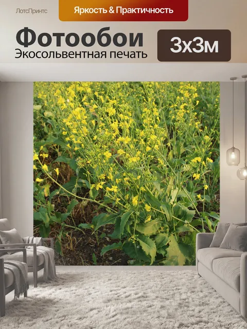 Фотообои Зерно рапса завод
