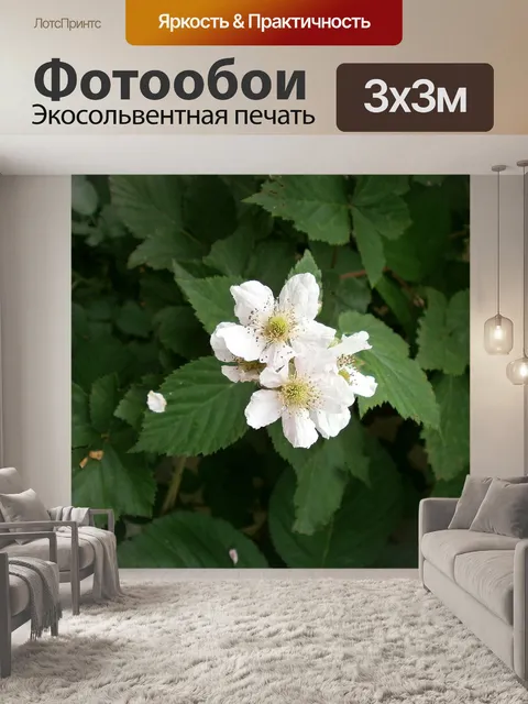 Фотообои Ежевика