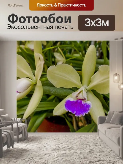 Фотообои Cattleya Orchid