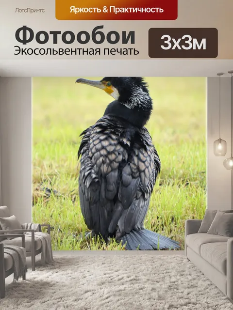 Фотообои Большой баклан