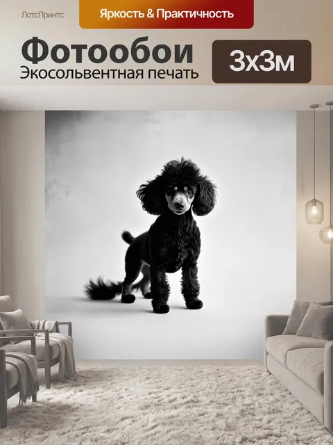 Фотообои миниатюрный пудель грациозно позирует на светлом фоне в стиле минимализма