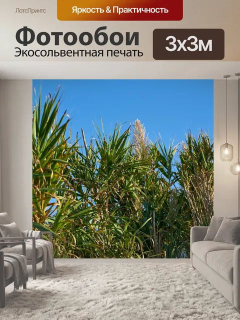 Фотообои Тростник