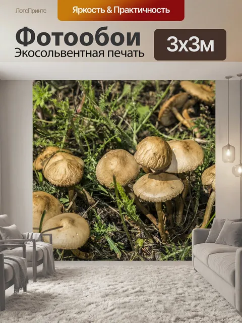 Фотообои Гриб