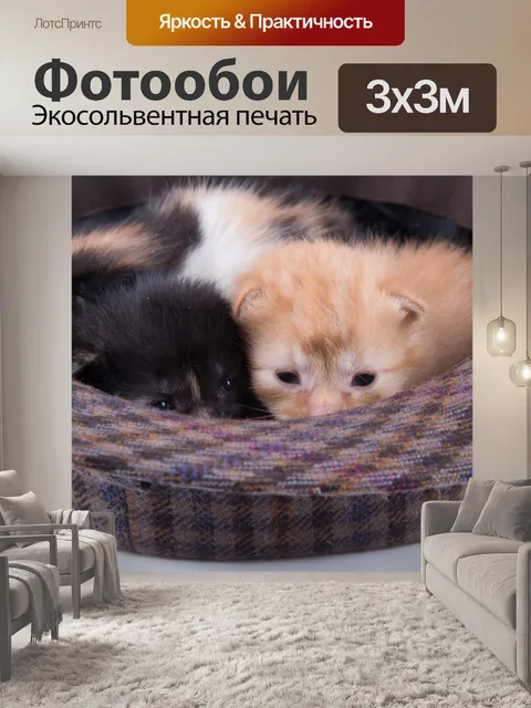 Фотообои Красивая кошка