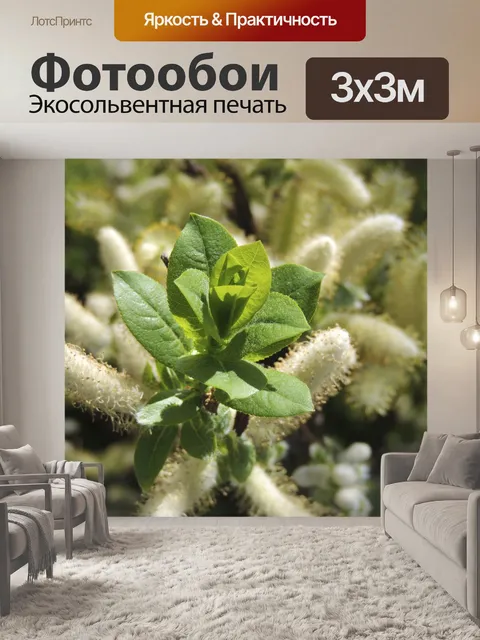 Фотообои Ветвь