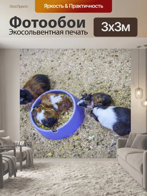 Фотообои морская свинка