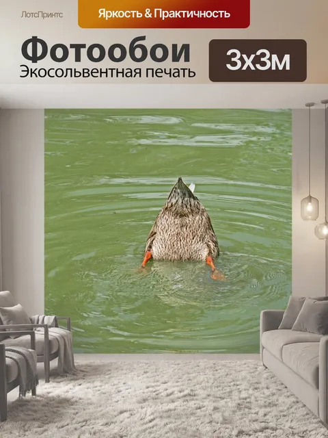 Фотообои утка нагула на дне пруда