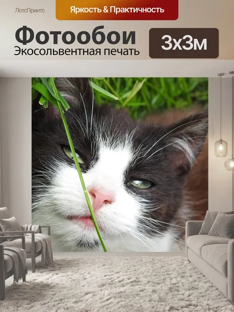 Фотообои Милый