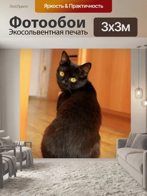 Фотообои Кошка