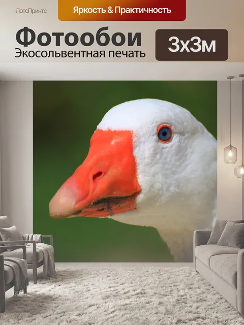 Фотообои Белый гусь