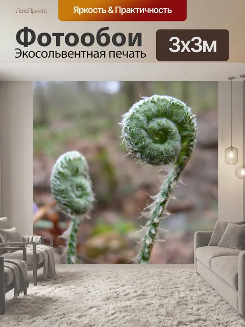 Фотообои Fiddlehead папоротники