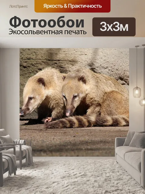 Фотообои Коати