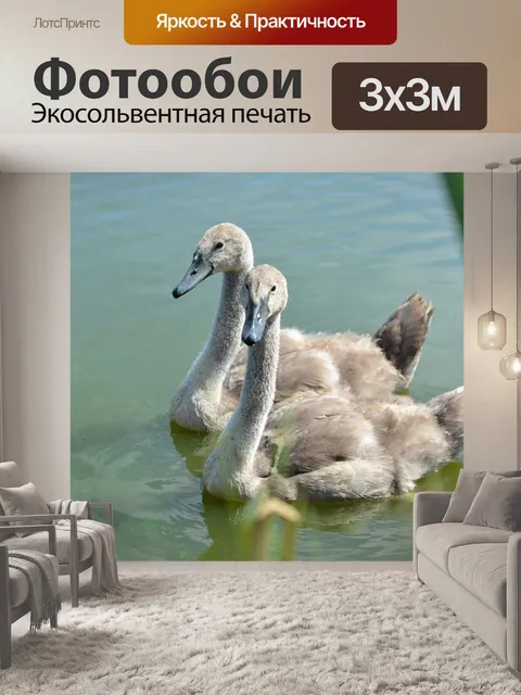 Фотообои Лебедь