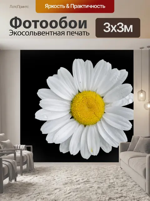 Фотообои Цветок ромашки Черный фон