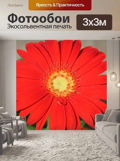 Фотообои Красный Гербер Дейзи Макро