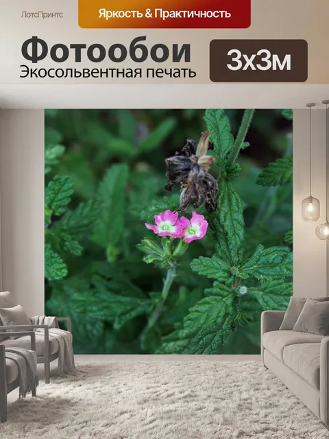Фотообои изящные розовые цветы