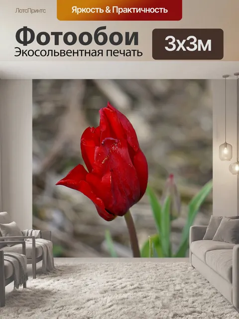 Фотообои Красный тюльпан