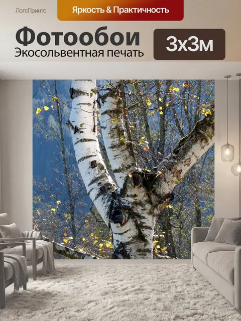 Фотообои Береза