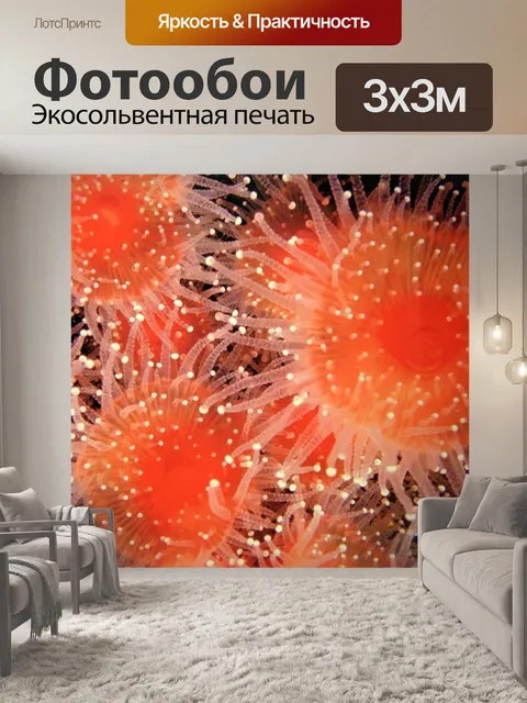 Фотообои Морской еж