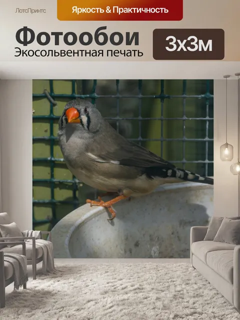 Фотообои Зебра Финч