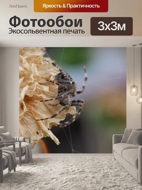 Фотообои Паук
